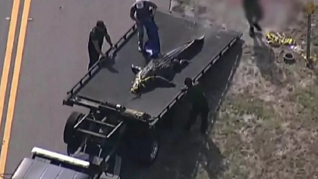 Womans Body Found In Jaws Of 13ft Florida Alligator Identified