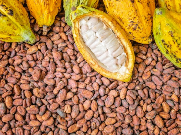 Cocoa Shortage Forces Shutdown Of Ghana Cocoa Processors